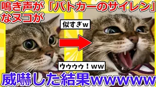 【2ch動物スレ】鳴き声が「パトカーのサイレン」すぎる子猫さんが威嚇した結果➡可愛すぎて悶絶