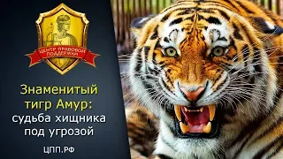 Тигр Амур последние новости: судьба хищника под угрозой.