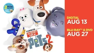 The Secret Life of Pets 2 | Trailer | Own it now on 4K, Blu-ray, DVD & Digital