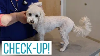 Maltipoo Goes to the Vet! | Rosco's 2-Year Check-Up