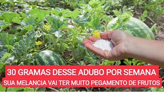 MELHOR ADUBO PARA PEGAMENTO - colheita de sucesso