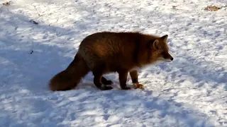 Лиса кричит🦊//крики лисы🦊😦