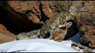 Snow leopard Mating : Rare Video Captured in Spiti Himalayas in Himachal Pradesh