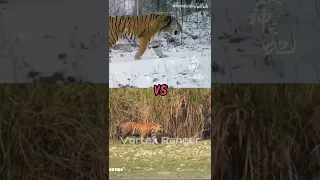 Siberian Tiger VS Strong Animals #animals #wildlife #shorts #siberiantiger