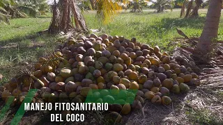 Manejo fitosanitario del coco - TvAgro por Juan Gonzalo Angel Restrepo