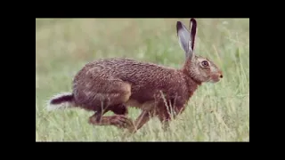 Охота на зайца зимой петлями и капканами|Охота На Зайца