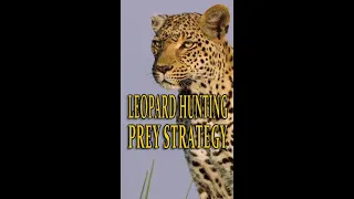 LEOPARD HUNTING PREY STRATEGY