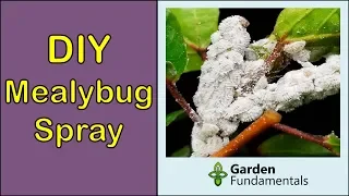 How to Get Rid of Mealybugs: DIY spray with baby oil