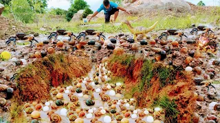 Wow Wow Wow OMG  So lucky! Amazing fisherman picking lots of Snails eggs and crabs  in water fall#