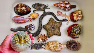 Catch puffer fish and hermit crabs, snails, conch, eels, crab, sea fish, salamander fish, betta fish