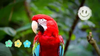 Relaxing Music With Birds Singing • Peaceful Soothing Music • Beautiful Birds | Colourful Birds...