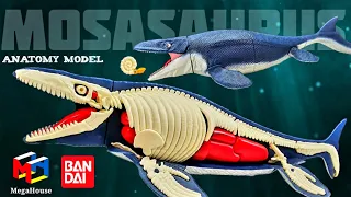 Bandai Megahouse Mosasaurus anatomy model Review!!