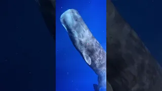 Sperm Whale Sound