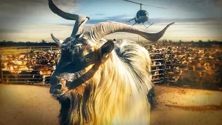 60 Minutes Australia: Goat rush (2017)