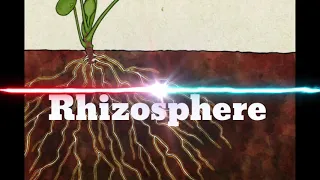 Rhizosphere