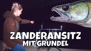 Ansitz Angeln auf Zander | Grundel als Köderfisch | Ansitzangeln am Mittellandkanal