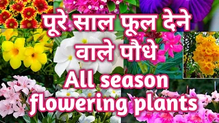 All Season flowering plant || साल के 12 महीने फूल देने वाले पौधों के नाम