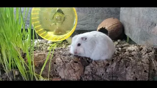 Just a lil hamster doing lil hamster things