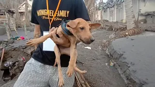 Indonesian volunteers rescue dogs from rubble of volcanic eruption | AFP