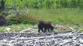 北海道知床　ヒグマ２　    bear  the Shiretoko peninsula cruising　From Hokkaido Shiretoko