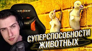 Hellyeahplay смотрит: Суперспособности Животных Которые Есть Только у Их Детенышей