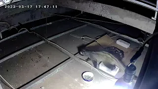 musang di atas plafon😅. daily cctv