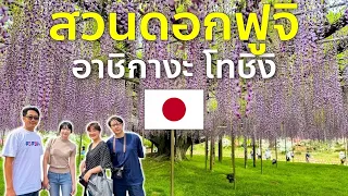 พาชมสวนดอกฟูจิ Wisteria แห่งโทชิงิ สวนอาชิกางะ เที่ยวญี่ปุ่น ชีวิตในญี่ปุ่น Ashikaga flower park