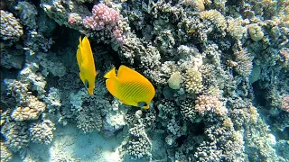 Makadi Bay - Underwater World