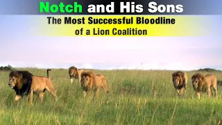 The Legend of Notch Coalition | The Most Famous Lion Coalition of Maasai Mara, Kenya
