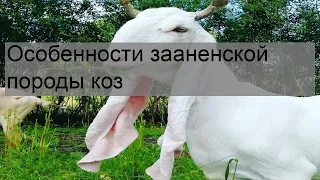 Особенности зааненской породы коз