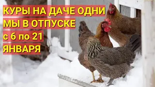 25 кур на даче одни, с 6 по 21 января, пока мы в отпуске