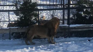 Огромный вожак всех прайдов в заснеженном Тайгане! The huge leader of all prides. Taigan!