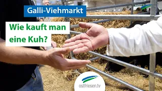 Gallimarkt: Wie kauft man eine Kuh?