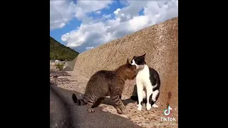 Коты бьются/драка котов/супер драка котов