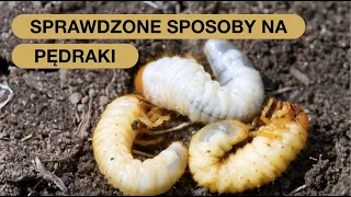 Pędraki - Czy Każdy Jest Szkodliwy? Może Pomaga? Jak Sprawdzić Czy Pędrak Jest Szkodnikiem