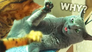 고양이들은 왜 갑자기 싸우는 걸까요?ㅣDino cat
