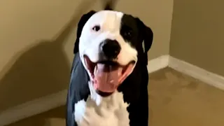 The smile on the dog that was last to get adopted