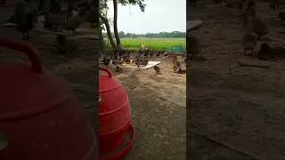 Bangladeshi Duck Farm || Duck Farming In Bangladesh