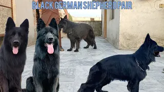 black German shepherd imported pair . ! top quality German shepherd dogs .