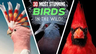 Wings of Wonder: Discover the 30 Most Stunning Birds in the Wild!