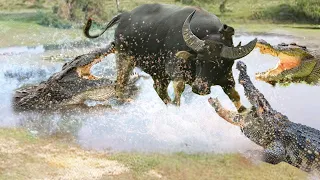 Swimming Buffalo Family Was Suddenly Attack By Group Of Crocodile Too Brutally || Wild Animal Attack