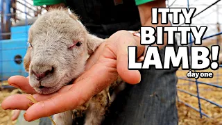 OFFICIALLY the first day of summer LAMBING!!  (12 LAMBS!!) Vlog 310