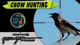 Санитарный отстрел ворон  #7 - 2024. Часть 1. Crow Hunting. Air Gun Pest Control. Jack Hunter