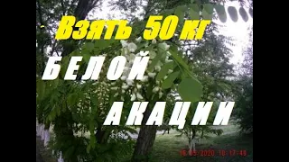 Качаем мёд белой акации нагишом!!! Удалители пчёл.