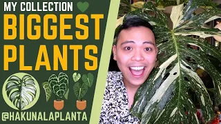 THIS IS HUGE! 😱 | MY BIGGEST PLANTS 💚 | Variegated Monstera, Philodendron, Anthurium, Hoya, Amydrium