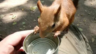 Кормлю милую белочку / Feeding a cute squirrel
