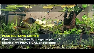 LOW COST Planted Tank Lights - EPIC Plant Growth. PRACTICAL EXPERIENCE