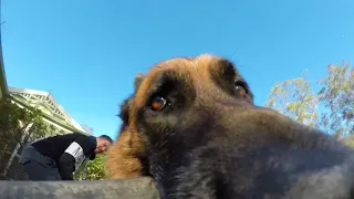 Mischievous Dog Refuses to Give GoPro Back