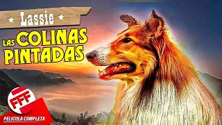 LASSIE - LAS COLINAS PINTADAS | Película Completa de PERROS en Español