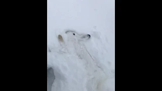 Охота с эстонской гончей по глубокому снегу